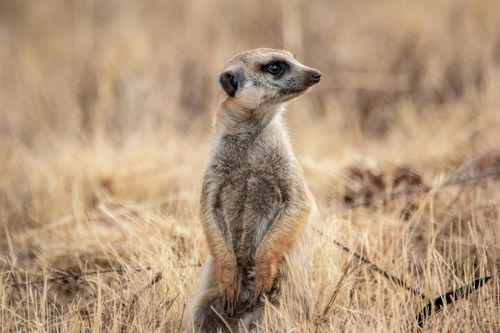 Free A meerkat stands alert in a grassy field in Pretoria, South Africa, showcasing wildlife beauty. Stock Photo