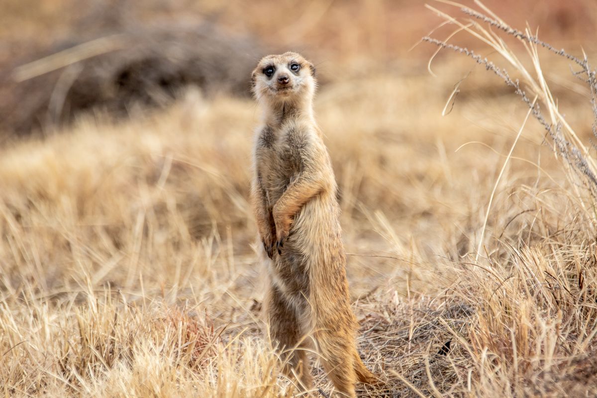 A meerkat standing fully upright on alert in dry grassland