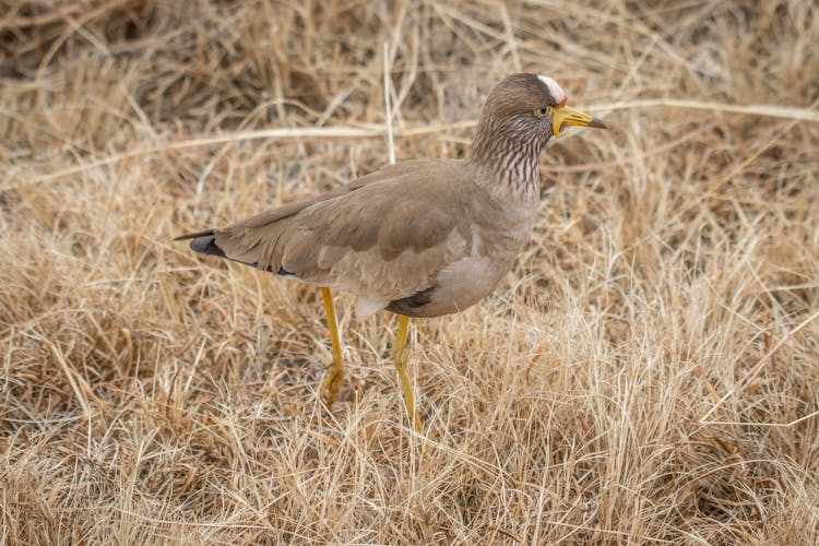 Brown Lapwing Bird On Brown Grass