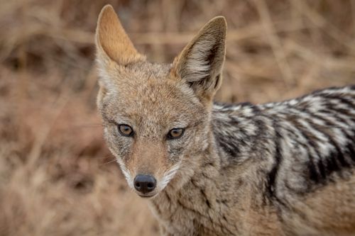 Free Close-up portrait of a black-backed jackal in Pretoria, South Africa. Stock Photo