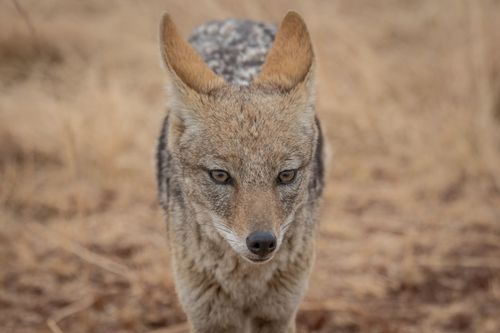 Free Detailed close-up of a Black-backed Jackal (Canis mesomelas) in natural habitat, South Africa. Stock Photo
