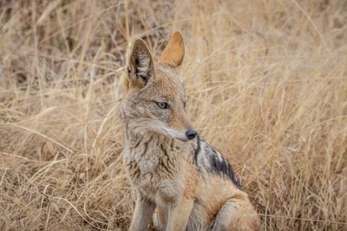 Free A striking black-backed jackal sits gracefully among tall grasses in Pretoria's wildlife. Stock Photo