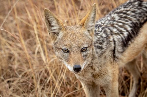 Free Black-backed jackal captured in the wild landscape of Pretoria, South Africa. Stock Photo