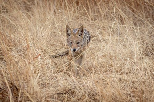 Free A black-backed jackal moves stealthily through dry grass in the South African wilderness. Stock Photo
