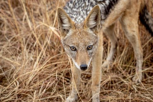Free A black-backed jackal is captured in a natural grassland setting, showcasing its alert stance. Stock Photo