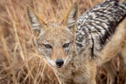 Free Close-up shot of a Black-backed Jackal in the South African grasslands, capturing its detailed features. Stock Photo