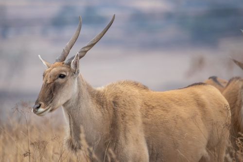 Free A close-up of an eland antelope standing in the grassy plains of South Africa. Stock Photo