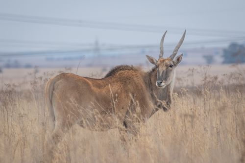 Free A majestic common eland stands in the tall grasses of a South African savannah. Stock Photo