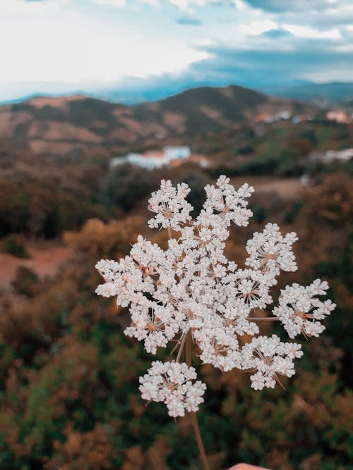 Free stock photo of arctic nature, artificial flowers, beautiful