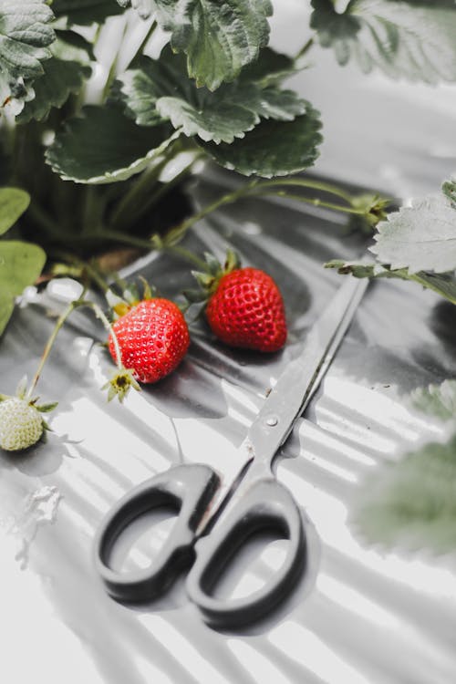 Free Scissors by Strawberries Stock Photo