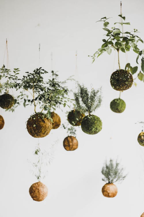 Free Plants Hanging in Air Stock Photo