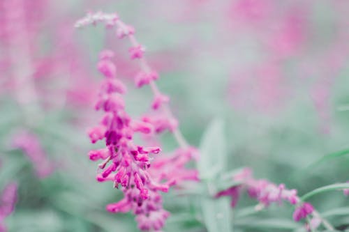 Free stock photo of beautiful flower, blooming lavender, garden Stock Photo