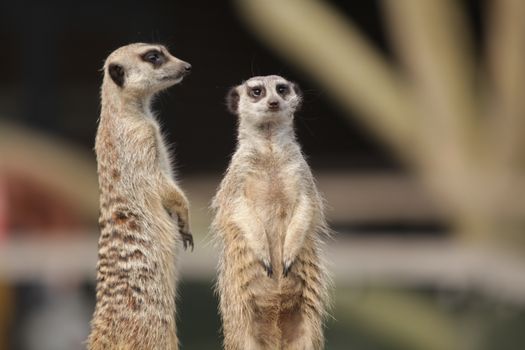Two meerkats standing upright, alert and vigilant, showcasing typical wildlife behavior in a natural setting.