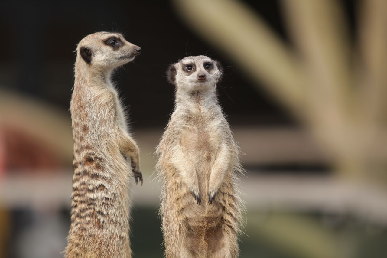two meerkats standing upright alert and vigilant showcasing typical wi