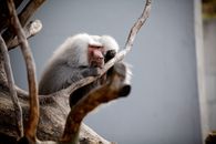 Gray Monkey on Brown Tree Branch