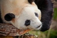 一只可爱的大熊猫在野外树枝上休息的宁静特写