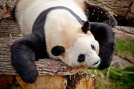 White and Black Panda on Brown Tree Trunk