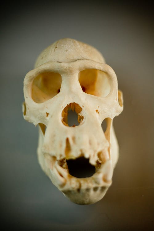Close-Up View of White Skull