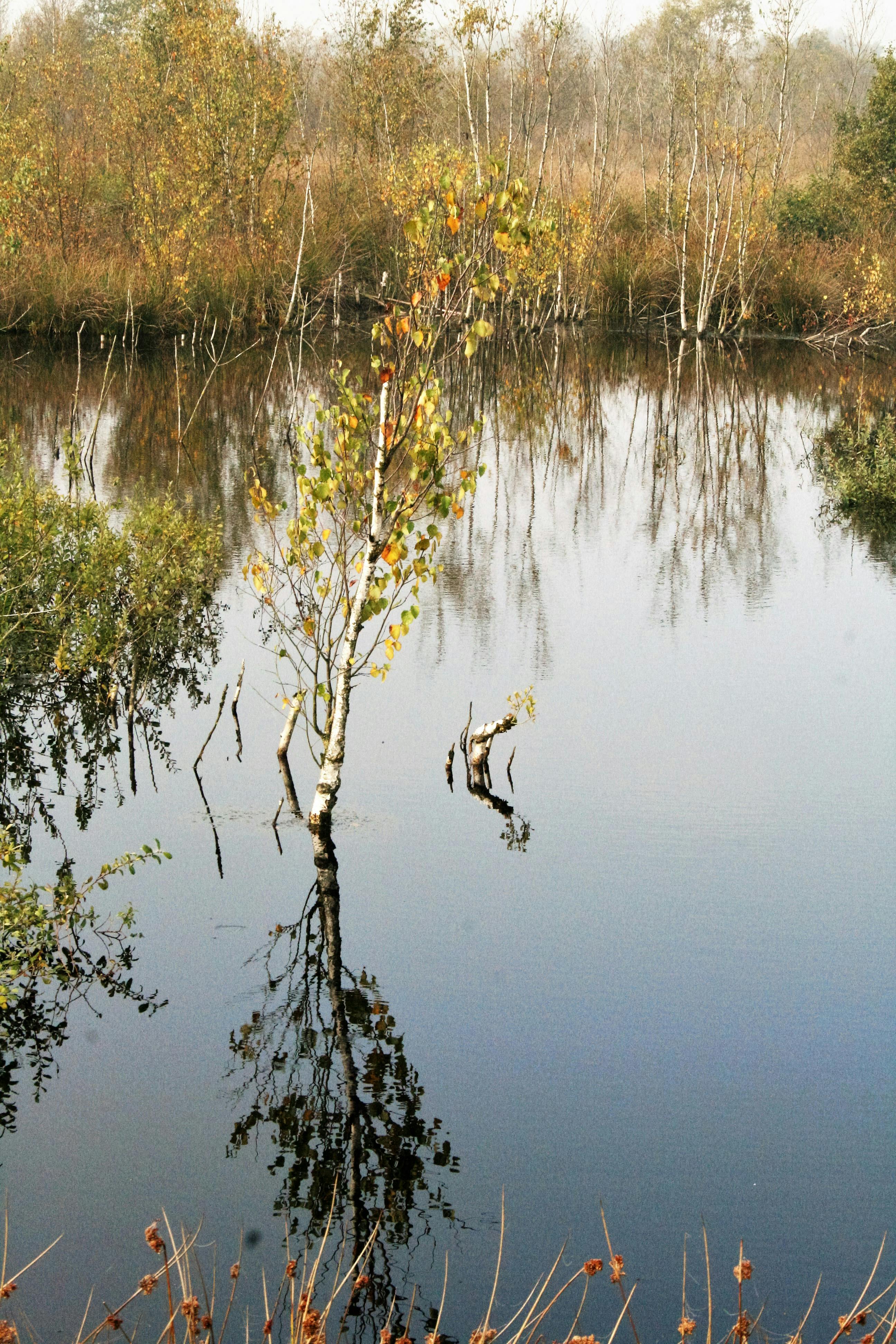 Влюбленная пара