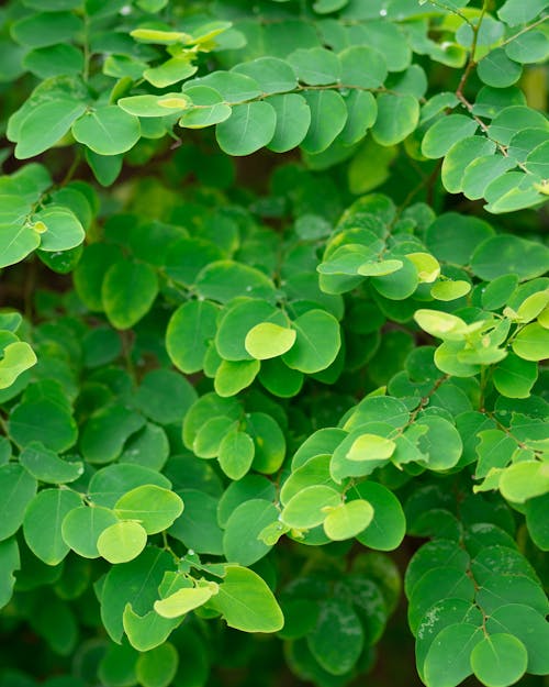 Free stock photo of green leaves, greens, photo frame