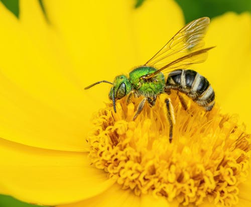 Closeup wild wasp sitting on bright yellow flower and collecting pollen on summer day in countryside