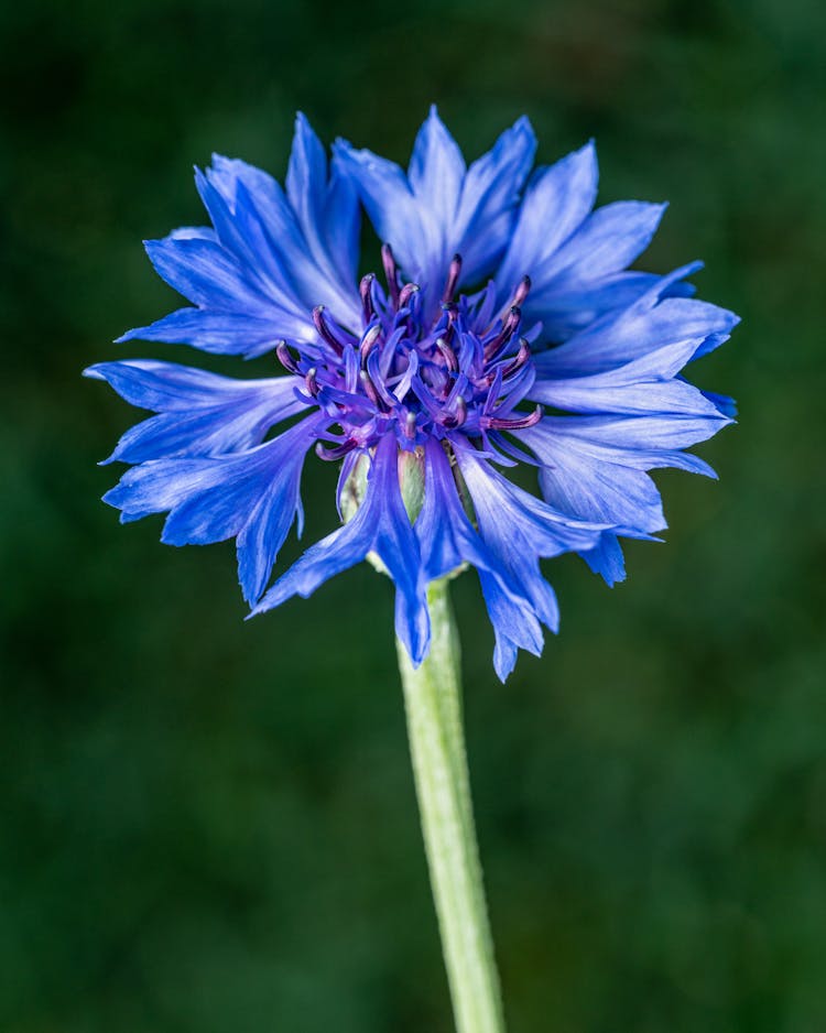 Blue Flower Growing In Field