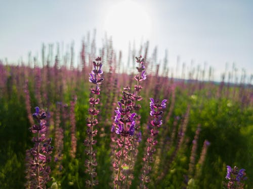 Photos gratuites de fleur, fleur violette, magnifiques fleurs