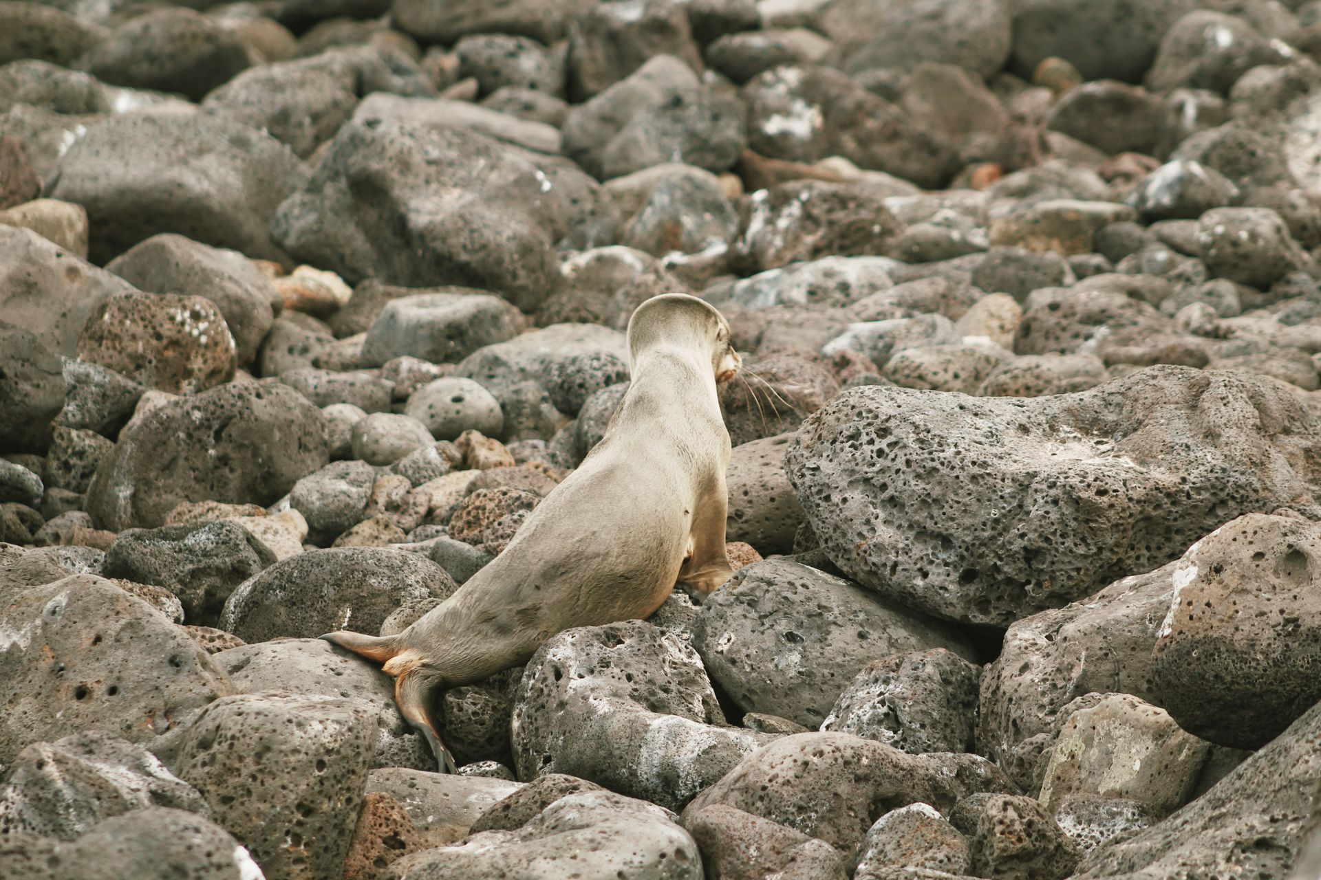 Photo of Sea Lion on Rocks