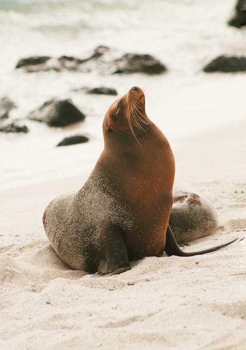 Free Seal on White Sand Stock Photo
