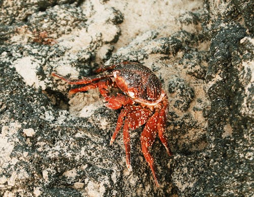Brown Crab on Gray Rock