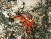 Brown Crab on Gray Rock
