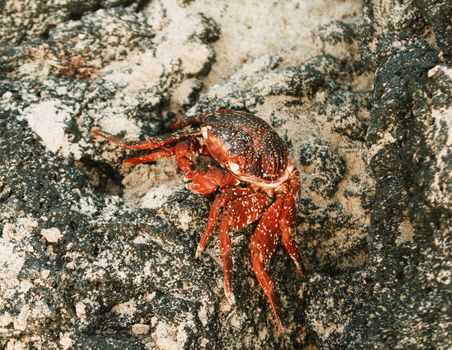Close-up photo of a crab on rocky terrain, showcasing natural texture and vibrant colors.