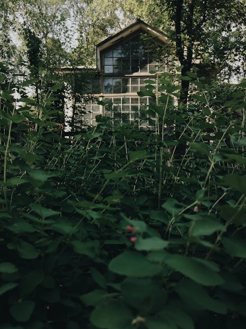 Cottage with lush green plants