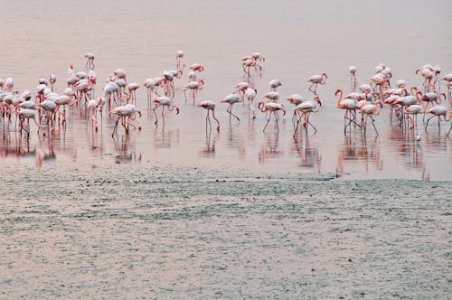 flamingolar, göl, koyun sürüsü içeren Ücretsiz stok fotoğraf