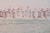 Group of Flamingos on Water