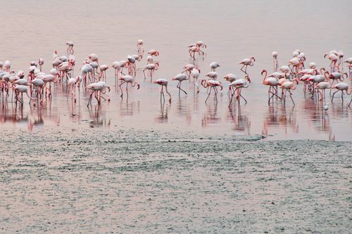 Free A serene scene of flamingos foraging in a peaceful lake in Kuwait, showcasing their graceful presence. Stock Photo