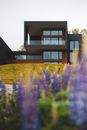 Modern building behind plant in daylight