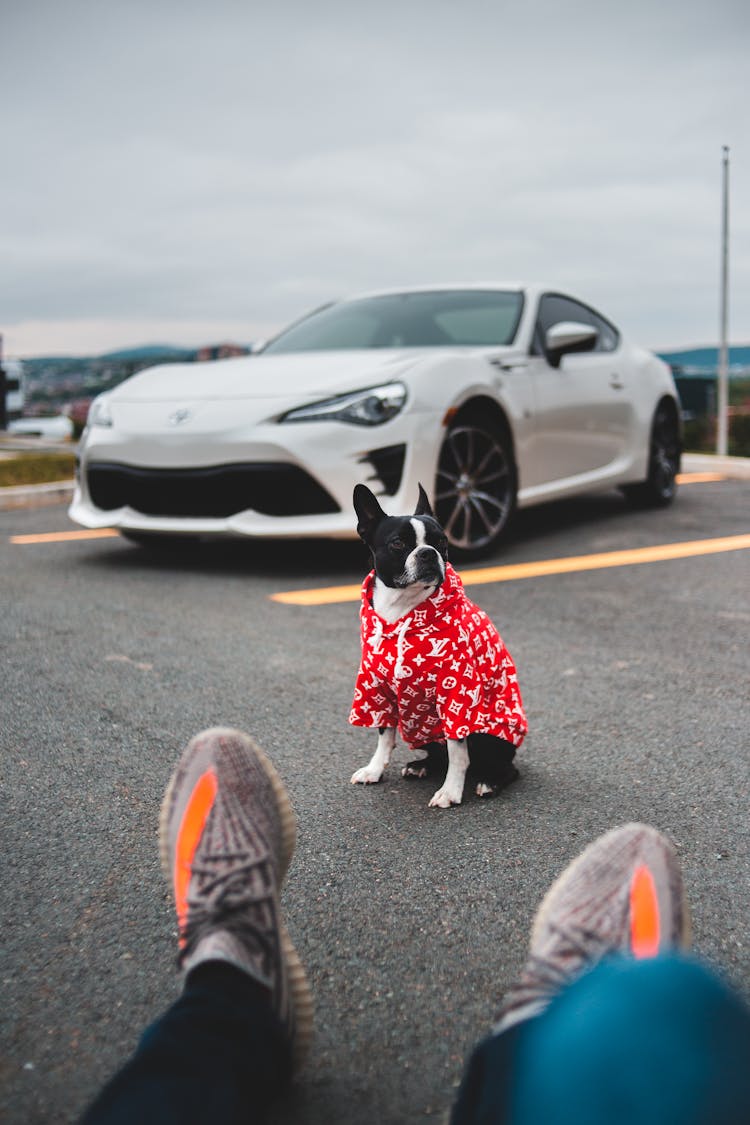 Crop Person On Street With Dog And Car