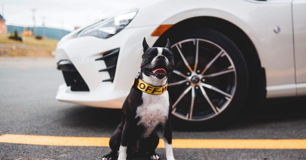 Cute dog sitting near car