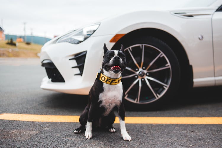 Cute Dog Sitting Near Car