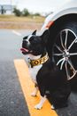 From above of cute purebred dog in bright collar sitting with tongue out on asphalt roadway near auto