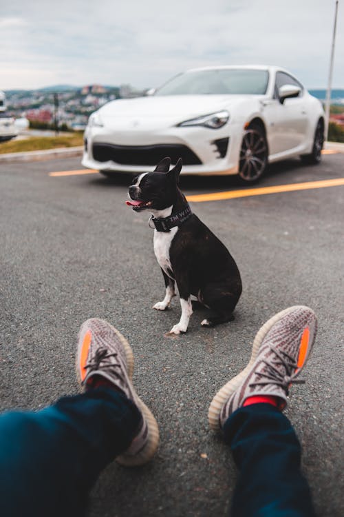 Free Crop unrecognizable person near purebred dog with tongue out sitting on asphalt roadway near modern car Stock Photo