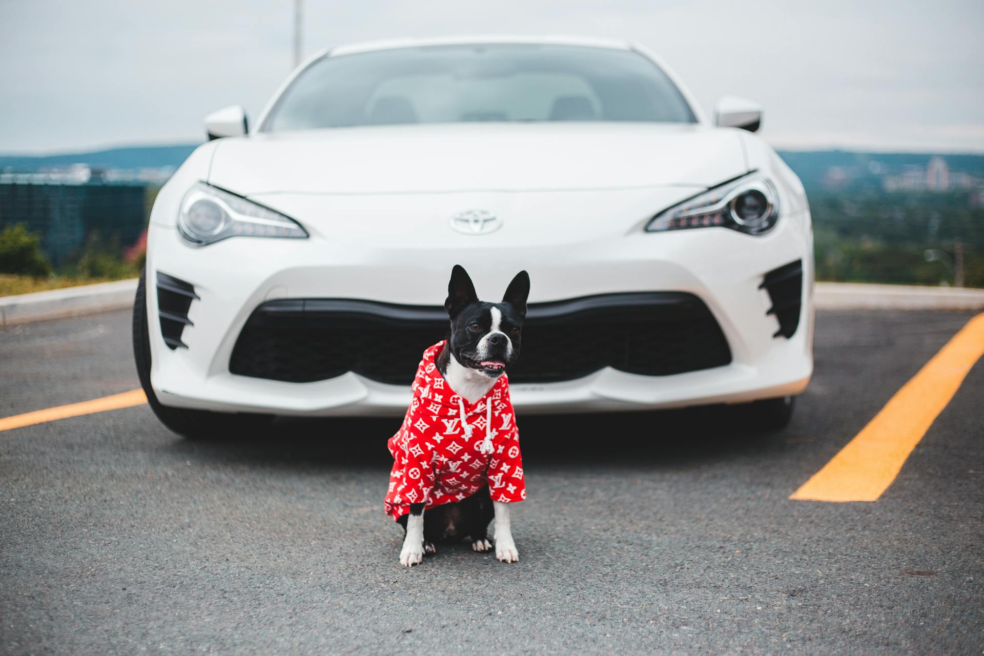 Cute dog in clothes near modern sport car on road