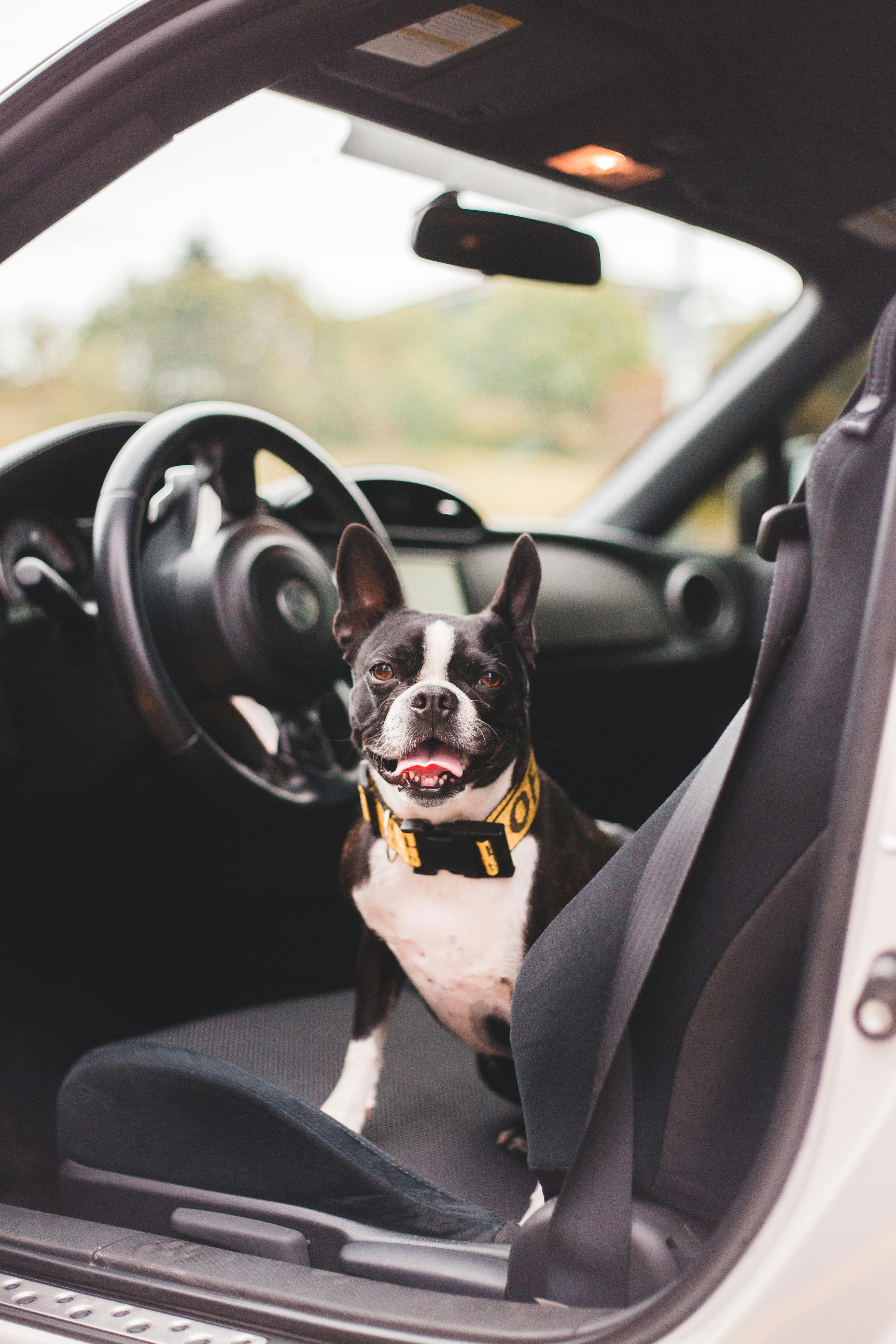 Boston Terrier In Collar Resting On Auto Seat · Free Stock Photo