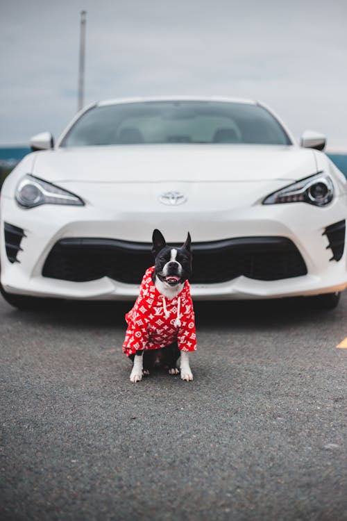 Free Cute Boston Terrier on road near sport auto Stock Photo