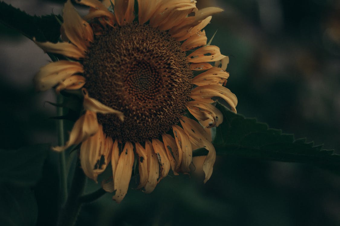 Close up of Sunflower