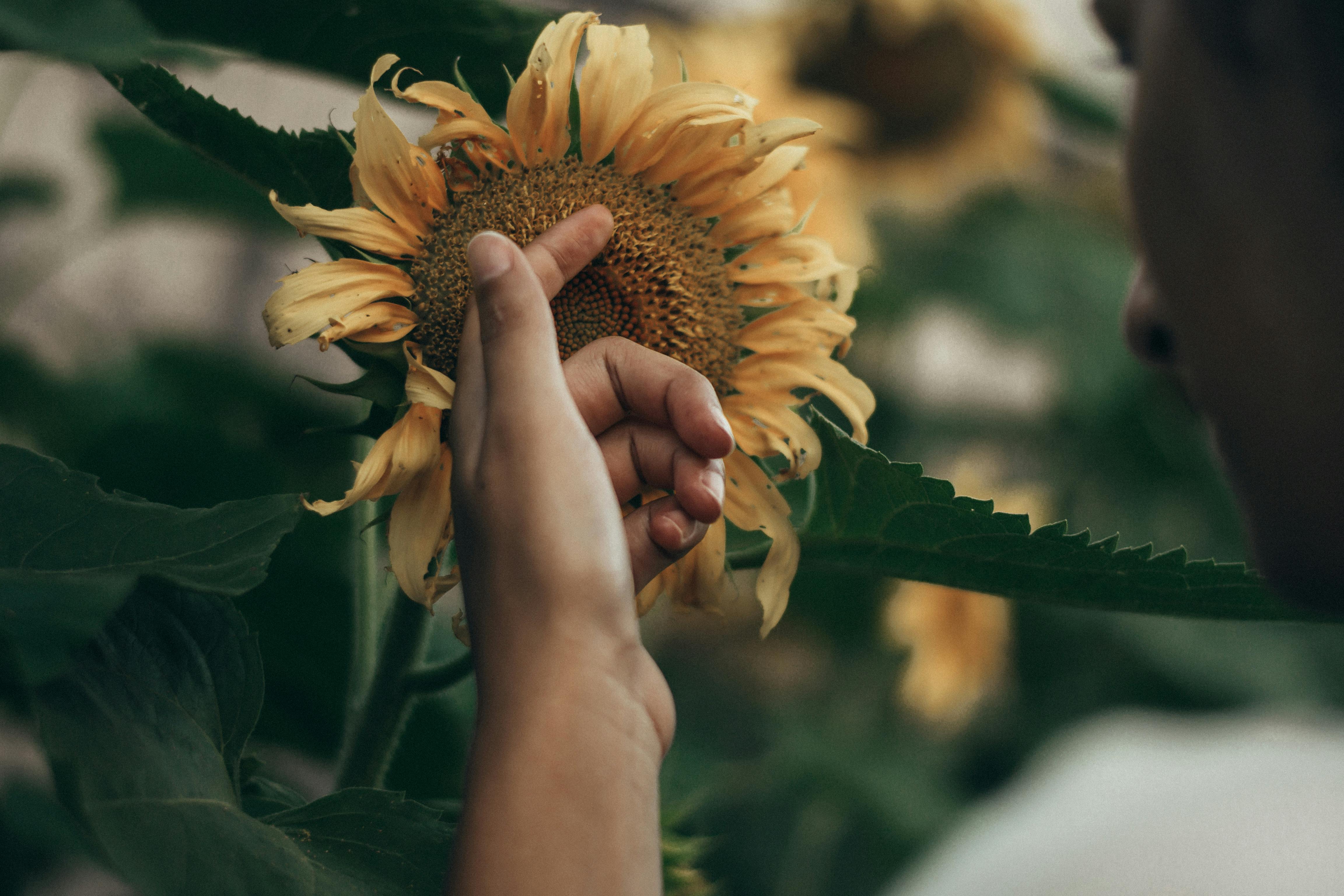 Close-up of a hand touching a sunflower outdoors, highlighting nature's beauty.