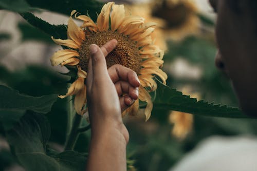 Hand Touching Sunflower