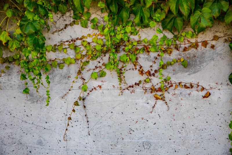 trailing English ivy in a small hanging planter