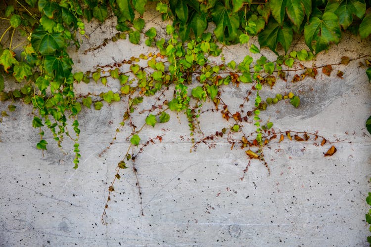 Trailing Green And Brown Leaves On White Concrete Surface